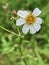 Sapnish Needle flower or Biden Pilosa plant,white petal with yellow pollen