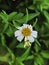 Sapnish Needle flower or Biden Pilosa plant,white petal with yellow pollen
