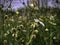 Sapnish Needle flower or Biden Pilosa plant,white petal with yellow pollen