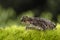 Sapo-corredor, Natterjack toad night and wildlife