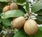 Sapodilla