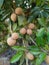 Sapodilla, the fruit has a sweet fresh taste on Sapodilla tree