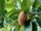 Sapodilla fruit Manilkara zapota in the nature background