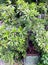 sapodilla fruit plants, whose leaves are green, very fertile