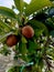 sapodilla fruit that still bears fruit even though it grows in pots