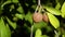 Sapodilla fruit on tree