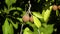 Sapodilla fruit on tree