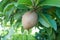 Sapodilla fruit on the tree