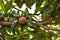 Sapodilla plants sapota tree fruits healthy