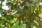 Sapodilla plants sapota tree fruits healthy