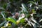 Sapodilla plants sapota tree fruits healthy