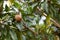 Sapodilla plants sapota tree fruits healthy