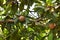 Sapodilla plants sapota tree fruits healthy