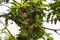 Sapodilla plants sapota tree fruits healthy