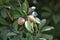 Sapodilla plants sapota tree fruits healthy