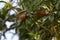 Sapodilla plants sapota tree fruits healthy