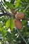 Sapodilla tree in the garden