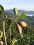 Sapodilla tree on the mountain produce the fruit.