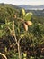 Sapodilla tree on the mountain produce the fruit.