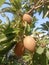 Sapodilla trees and fruit from Tuban, East Java, Indonesia, are sweet in taste