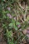 Saponaria ocymoides plants in bloom