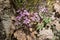 Saponaria ocymoides plants in bloom