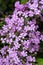 Saponaria ocymoides - soapwort dwarf perennial