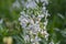 Saponaria officinalis white flowering soapweed flowers, wild uncultivated plant in bloom