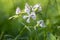 Saponaria officinalis white flowering soapweed flowers, wild uncultivated plant in bloom