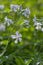 Saponaria officinalis white flowering soapweed flowers, wild uncultivated plant in bloom