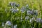 Saponaria officinalis white flowering soapweed flowers, wild uncultivated plant in bloom