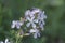 Saponaria officinalis white pink flowering soapweed flowers, wild uncultivated plant in bloom