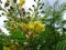 Sappanwood inflorescence - Yellow flower