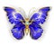 Sapphire Butterfly