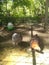 Sapphire gem and Wellington female hens playing in their pen