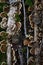 Saprophytic tree mushrooms. Pests of forest trees.