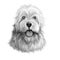 Sapsali dog portrait isolated on white. Digital art illustration of hand drawn dog for web, t-shirt print and puppy food cover