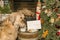Sapsali dog stealing Cookies and Milk left out for Santa