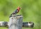 Sapsucker red headed bird pausing with green forest background