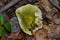 Sapsucker Woods bird sanctuary deathcap mushroom