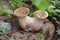 Sapsucker Woods Dryad`s Saddle mushroom