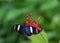 Sara Long wing butterfly on red flowers