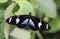 Sara longwing butterfly, Heliconius sara