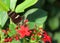 Sara longwing butterfly, profile on red flowers