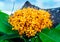 Saraca L tree with bees hovering in daytime summer