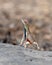 Sarada superba, the large fan-throated lizard,  gives a superb display of dewlap during mating season