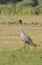 Saras crane birds