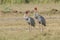 Saras crane birds