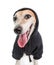 Sarcastic funny dog smile. Black hoodie rapper style. White background