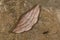 Sarcinodes aequilinearia Family Geometridae Moth seen at Meghalaya,India